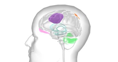 This reduced volume of the prefrontal cortex has been shown to lead to decreased activity levels in other parts of the brain. 3D rendering