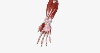 Hand Grip is the action of grasping and manipulating objects.3D rendering