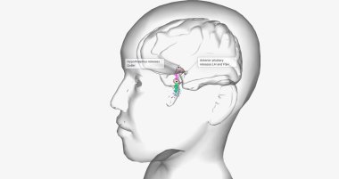 Central precocious puberty is characterized by high levels of gonadotropin-releasing hormone (GnRH) 3D rendering