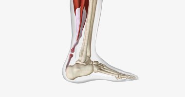 Flexion and Extension with Torn Achilles Tendon 3D rendering