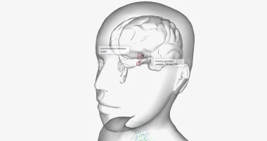 Central precocious puberty is characterized by high levels of gonadotropin-releasing hormone (GnRH) 3D rendering
