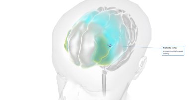 The Brain with Antidepressants 3D rendering