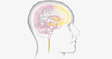 Reward Pathway in the Brain 3D rendering