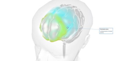 The Brain with Antidepressants 3D rendering