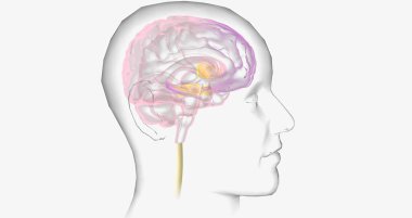 Reward Pathway in the Brain 3D rendering