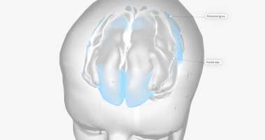 Brain Activity in Frontal Lobe 3D rendering