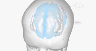 Brain Activity in Frontal Lobe 3D rendering