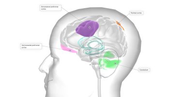 This reduced volume of the prefrontal cortex has been shown to lead to decreased activity levels in other parts of the brain. 3D rendering
