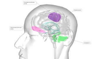 This reduced volume of the prefrontal cortex has been shown to lead to decreased activity levels in other parts of the brain. 3D rendering