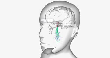 Central precocious puberty is characterized by high levels of gonadotropin-releasing hormone (GnRH) 3D rendering