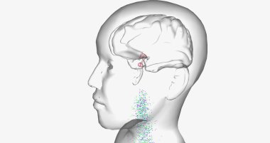 Central precocious puberty is characterized by high levels of gonadotropin-releasing hormone (GnRH) 3D rendering