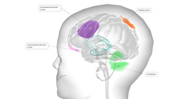 This reduced volume of the prefrontal cortex has been shown to lead to decreased activity levels in other parts of the brain. 3D rendering