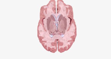 The Brain Transverse (Axial) Cross Section
