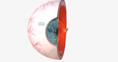 The cornea is the transparent, outer dome forming the anterior (front) portion of the eye. 3D rendering