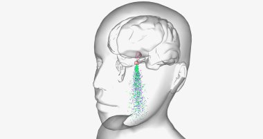 Central precocious puberty is characterized by high levels of gonadotropin-releasing hormone (GnRH) 3D rendering