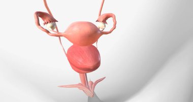 Gonorrhea is a sexually transmitted infection caused by the bacterium Neisseria gonorrhoeae 3D rendering