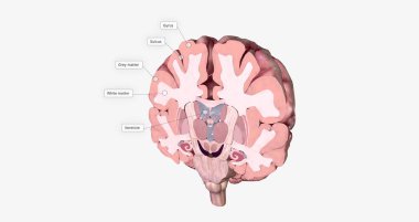 The Brain Coronal Cross Section 3D rendering