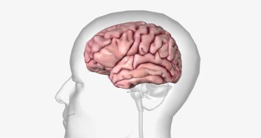 The Healthy Brain Volume 3D rendering