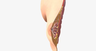 The female breast is composed of specialized glandular tissue, ducts, and fat, with an underlying layer of muscle. 3D rendering