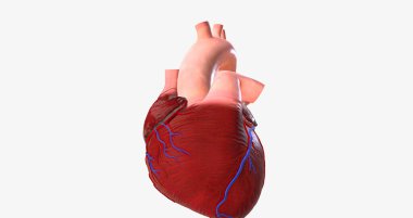 The Irregular Heartbeat and Hypertension 3D rendering