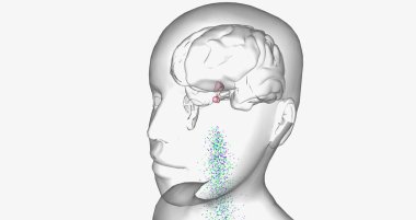 Central precocious puberty is characterized by high levels of gonadotropin-releasing hormone (GnRH) 3D rendering