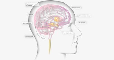 Reward Pathway in the Brain 3D rendering