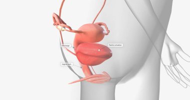 Gonorrhea is a sexually transmitted infection caused by the bacterium Neisseria gonorrhoeae 3D rendering