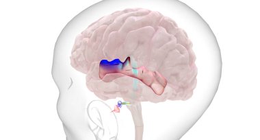 The auditory information is transmitted from the basilar membrane in the cochlea to the primary auditory cortex in the brain.3D rendering
