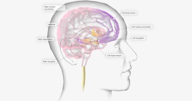 Reward Pathway in the Brain 3D rendering