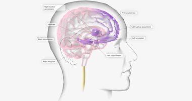 Reward Pathway in the Brain 3D rendering