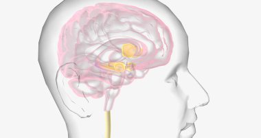 Reward Pathway in the Brain 3D rendering