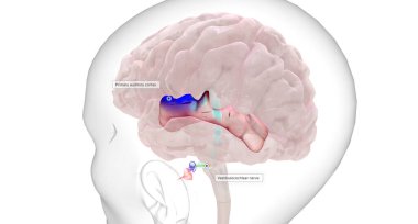 The auditory information is transmitted from the basilar membrane in the cochlea to the primary auditory cortex in the brain.3D rendering