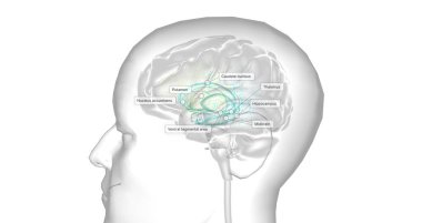 Dopamine is a neurotransmitter that plays a role in regulating Human behavior, mood, motivation, and motor control. 3D rendering