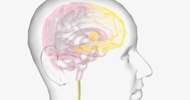 Reward Pathway in the Brain 3D rendering