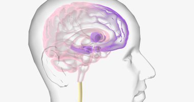 Reward Pathway in the Brain 3D rendering