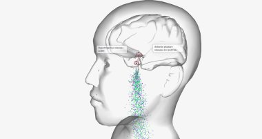 Central precocious puberty is characterized by high levels of gonadotropin-releasing hormone (GnRH) 3D rendering