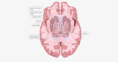 The Brain Transverse (Axial) Cross Section