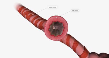 The respiratory tract is made of progressively smaller passages, called airways, that bring air into and out of the lungs.3D rendering