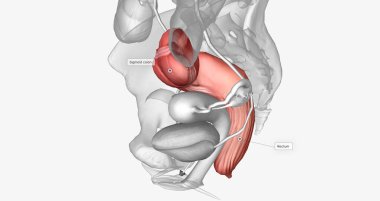 The last two sections of the large intestine, or colon, are the sigmoid colon and rectum. 3D rendering