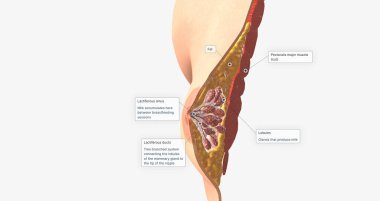 The female breast is composed of specialized glandular tissue, ducts, and fat, with an underlying layer of muscle. 3D rendering