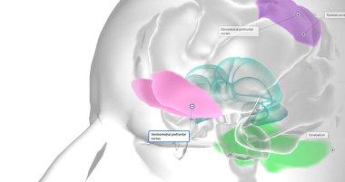 This reduced volume of the prefrontal cortex has been shown to lead to decreased activity levels in other parts of the brain. 3D rendering