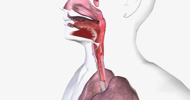 Croup is breathing difficulty and a barking cough. Croup is due to swelling around the vocal cords. 3D rendering