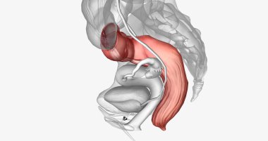 The last two sections of the large intestine, or colon, are the sigmoid colon and rectum. 3D rendering