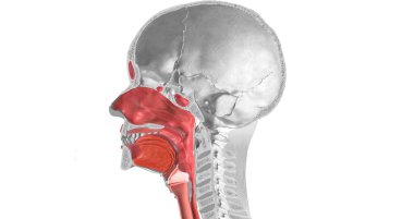 The common cold is caused by a viral infection. Rhinoviruses are most commonly associated with the common cold. 3D rendering