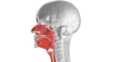 The common cold is caused by a viral infection. Rhinoviruses are most commonly associated with the common cold. 3D rendering