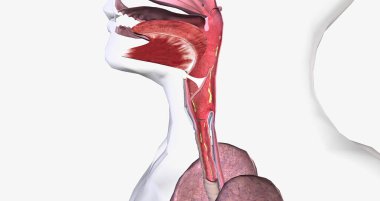 Croup is breathing difficulty and a barking cough. Croup is due to swelling around the vocal cords. 3D rendering
