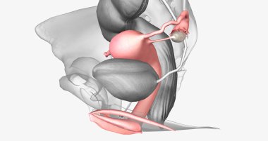 The female reproductive system is located near the bladder and is directly related to the urinary system. 3D rendering