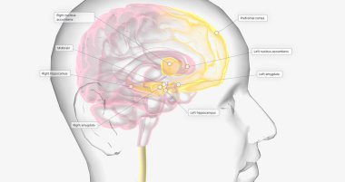 Reward Pathway in the Brain 3D rendering