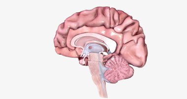 The Brain Sagittal Cross Section