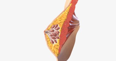 The female breast is composed of specialized glandular tissue, ducts, and fat, with an underlying layer of muscle. 3D rendering